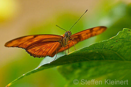 070 Julia-Falter - Dryas julia